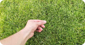 Longhorned Tick Found in Polk County